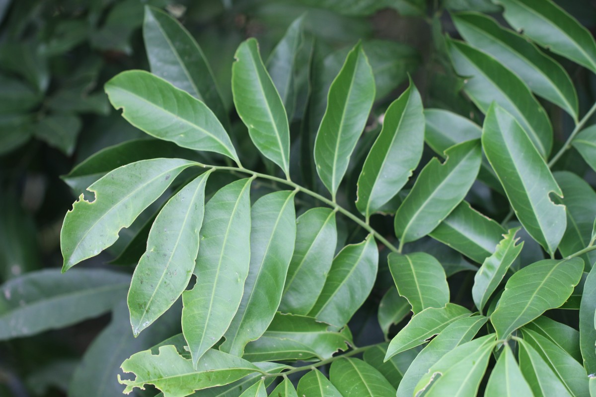 Dysoxylum